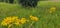 The Jacob\\\'s ragwort (Senecio jacobaea) blooms in all its glory and attracts insects