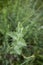 Jacobaea erucifolia fresh plant close up
