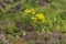 Jacobaea vulgaris, on a meadow with Irish heather in Scotland