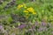 Jacobaea vulgaris, on a meadow with Irish heather in Scotland