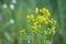 Jacobaea vulgaris,  Senecio jacobaea yellow flowers