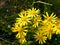 Jacobea vulgaris or Senecio Jacob