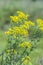 Jacobea vulgaris or Senecio Jacob lat. Jacobaea vulgaris, Sene