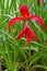 Jacobean lily, amarilis flower