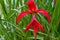 Jacobean lily, amaryllis flower