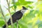 Jacobin cuckoo, Clamator jacobinus, pied cuckoo or the pied crested cuckoo, Rajarhat, Kolkata