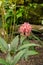 Jacobinia Carnea plant in Zurich in Switzerland