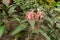 Jacobinia Carnea plant in Zurich in Switzerland