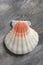 Jacobs mussel shell over painted textile background