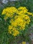 Jacobs ragwort  Senecio jacobeae