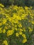 Jacobs ragwort  Senecio jacobeae