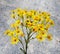 Jacobs ragwort  Senecio jacobeae