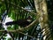 Jacutinga Aburria jacutinga perched on tree at Atlantic Forest