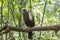 Jacutinga, Parque das Aves, Foz do Iguacu, Brazil.