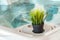 Jacuzzi with decorative plants evoking a calm and relaxed atmosphere