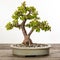 Jade bonsai tree Portulacaria afra