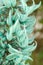 Jade or Emerald vine flower