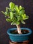 Jade flower in small bonsai