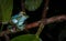 Jade frogs mating in the jungles of Sabah