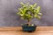 Jade plant in bonsai clay pot