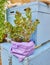 Jade plant in colorful flower pot and blue boxes