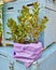 Jade plant in colorful flower pot and blue boxes