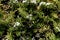 Jade plant Crassula ovata  1
