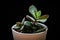Jade plant crassula ovata succulent plantlet on a black background