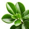 jade plant leaf thick and oval shaped with a plump texture and