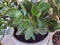 Jade plant, lucky plant, money plant or money tree, (Crassula ovata)