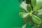 Jade Plant Money Tree in White Pot on Green Background. Fresh Vibrant Leaves. High Resolution Banner Poster. Room Plants Interior