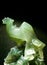 Jade sculpture of Heaven Chicken, Holy animal in China