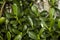 Jade succulent plant full of green glossy leaves