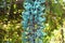 Jade Vine