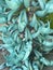 Jade vine with Jade vine is known for its spectacular blooms