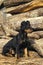 Jagd Terrier or German Hunting Terrier, Adult