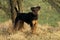 Jagd Terrier or German Hunting Terrier Dog