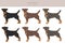 Jagdterrier clipart. Different poses, coat colors set