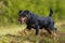 Jagdterrier in a summer meadow