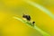 Jagged Ambush Bug