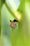 Jagged Ambush Bug   815435