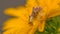 Jagged ambush bug closeup on a beautiful yellow wildflower near the Minnesota River