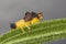 Jagged Ambush Bug perched on a leaf