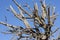 Jagged dead dry tree under blue sky