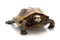 Jagged shell box turtle