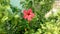 Jaggery Red Flower and green tree nice picture of gardens very beautiful flower this flower is my garden