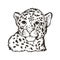 Jaguar baby tabby portrait closeup of animal isolated sketch tshirt print monochrome design. Panthera fauna. Wildlife big mammal