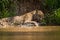 Jaguar biting yacare caiman by river bank