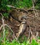 Jaguar caught the caiman and drags it ashore deep into the forest.