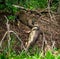 Jaguar caught the caiman and drags it ashore deep into the forest.